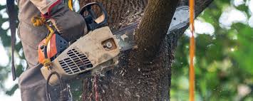 Best Tree Cabling and Bracing  in South Whitley, IN