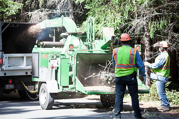 How Our Tree Care Process Works  in  South Whitley, IN